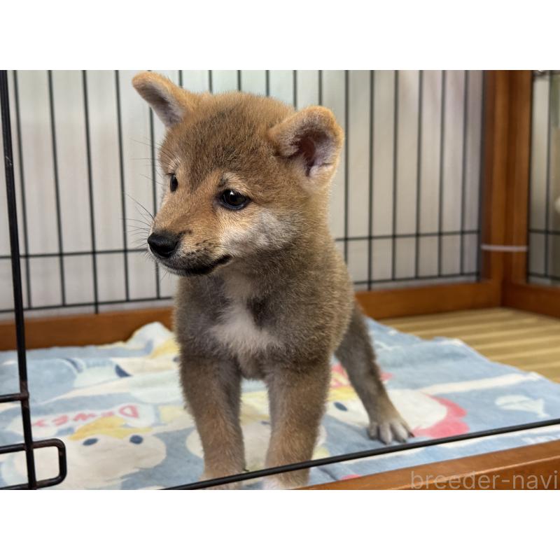 成約済の岡山県の柴犬-409315の2枚目