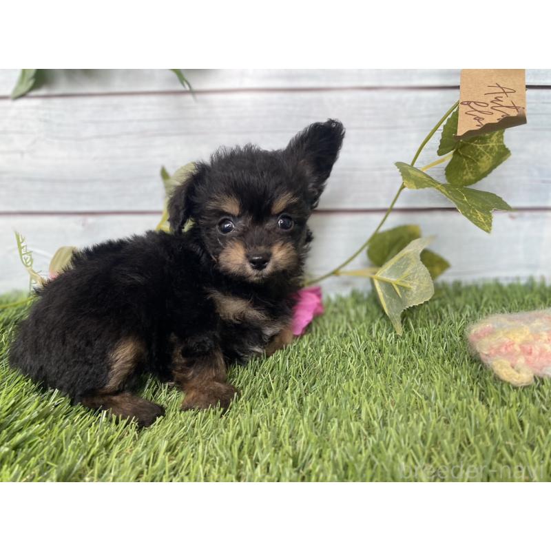 販売中の茨城県のミックス犬-411242の9枚目