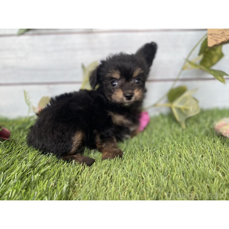 販売中の茨城県のミックス犬-411242の8枚目