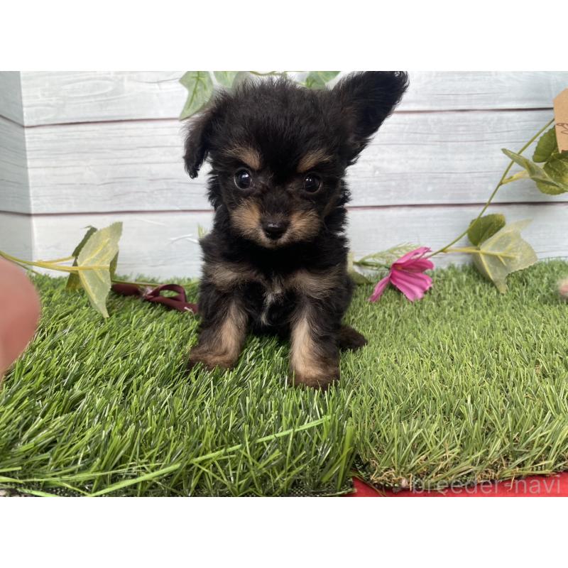 販売中の茨城県のミックス犬-411242の6枚目