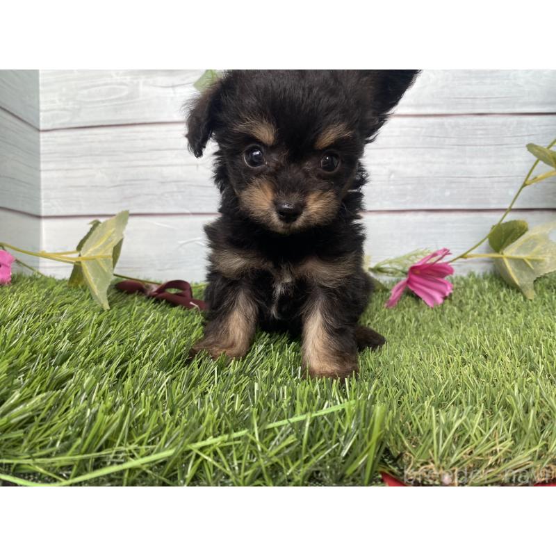 販売中の茨城県のミックス犬-411242の5枚目
