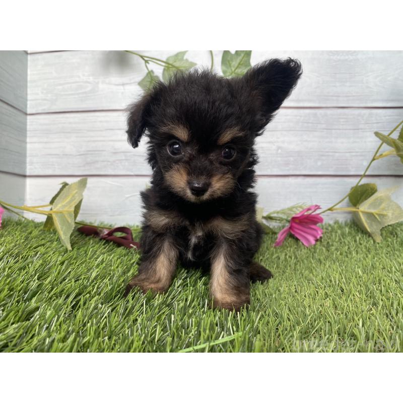 販売中の茨城県のミックス犬-411242の4枚目