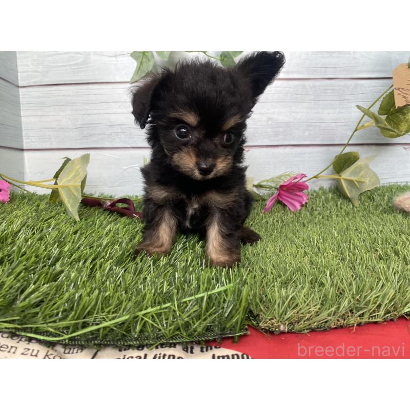 販売中の茨城県のミックス犬-411242の3枚目