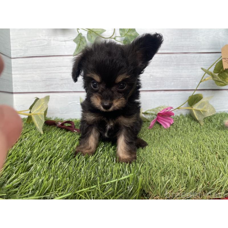 販売中の茨城県のミックス犬-411242の2枚目