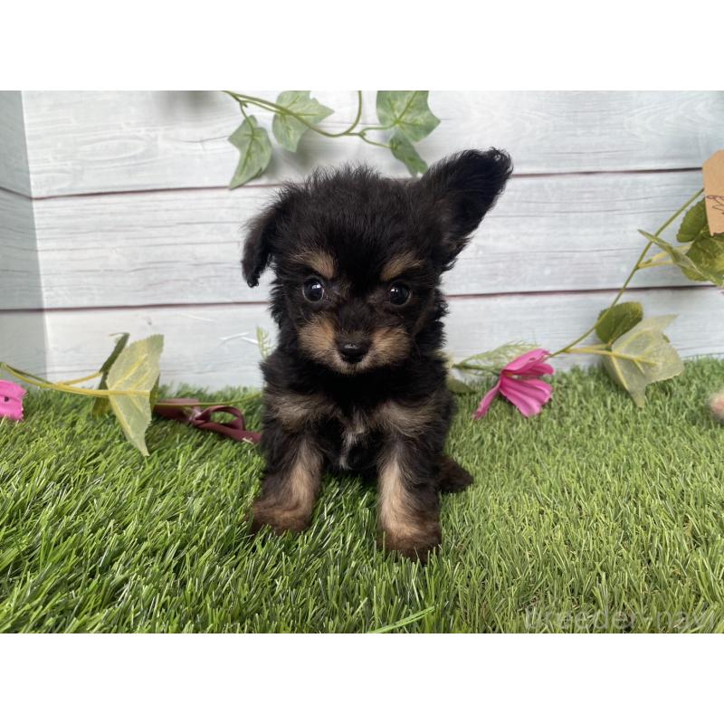 販売中の茨城県のミックス犬-411242の1枚目