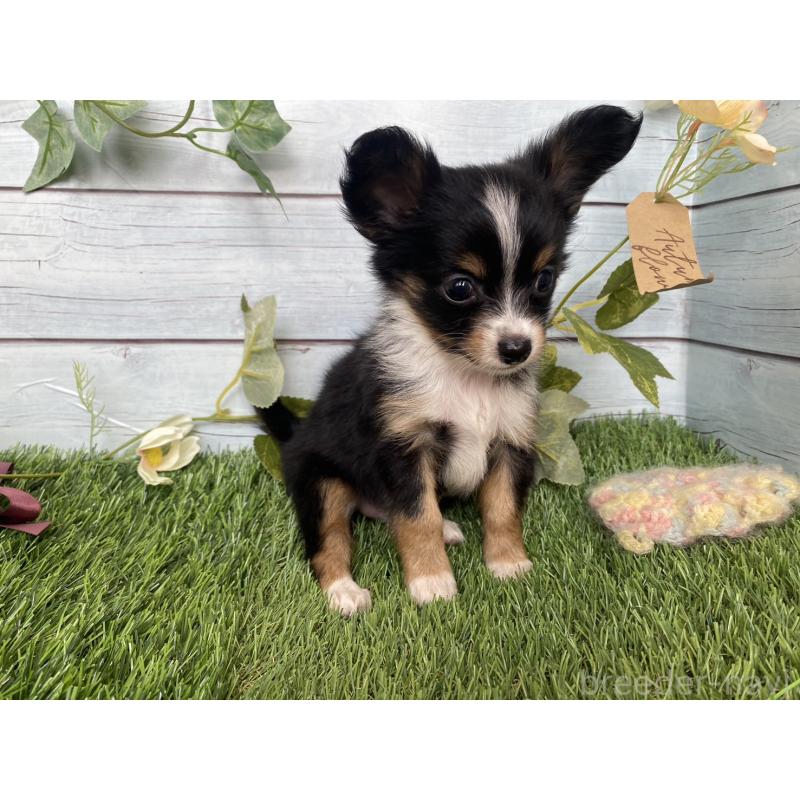 販売中の茨城県のミックス犬-411248の10枚目