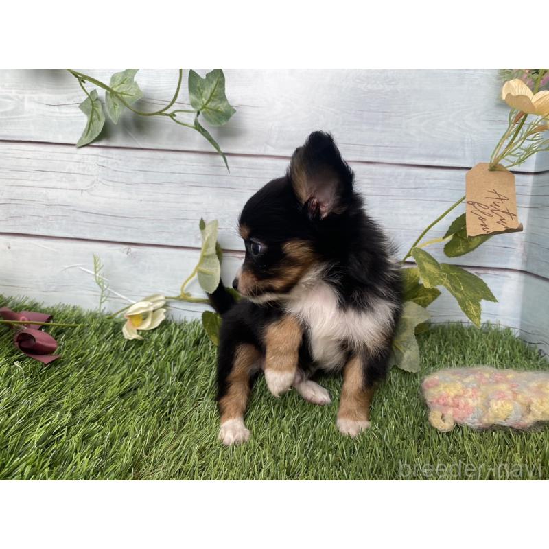 販売中の茨城県のミックス犬-411248の9枚目