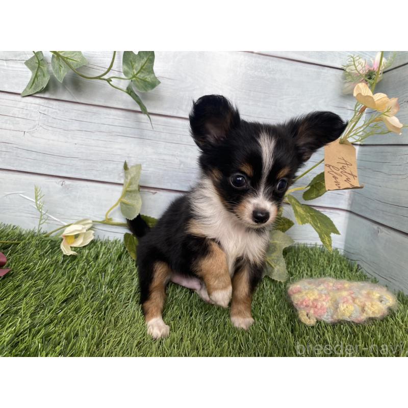 販売中の茨城県のミックス犬-411248の7枚目