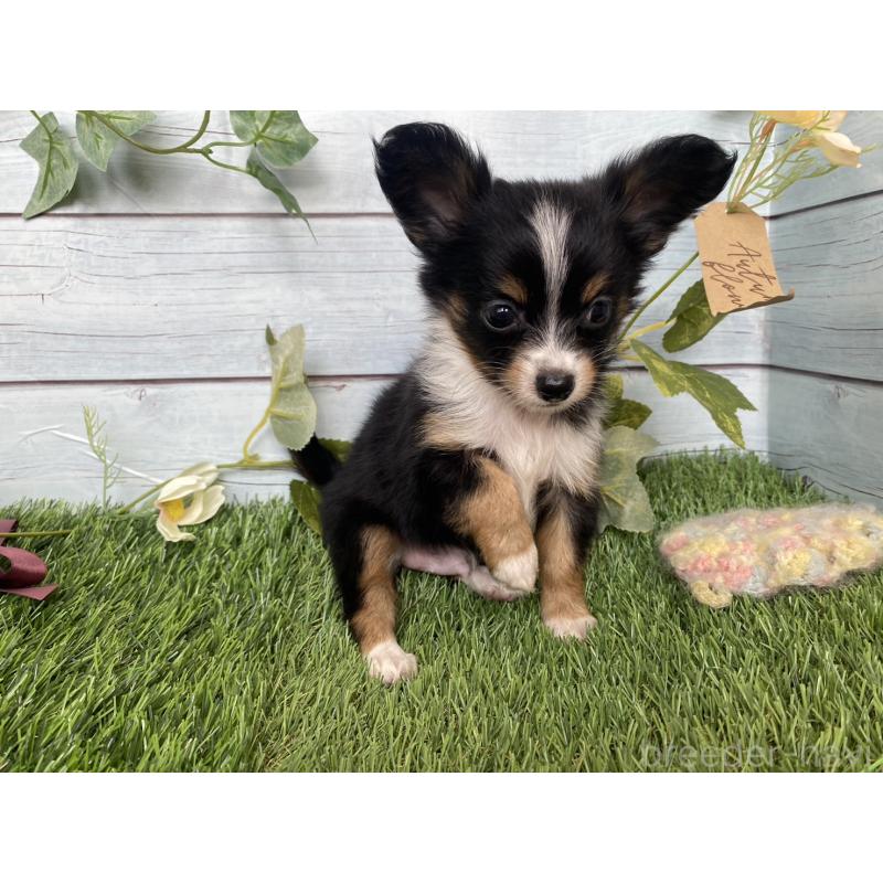 販売中の茨城県のミックス犬-411248の6枚目