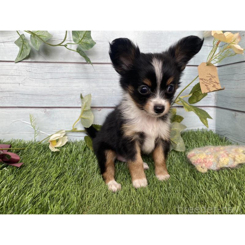 販売中の茨城県のミックス犬-411248の5枚目