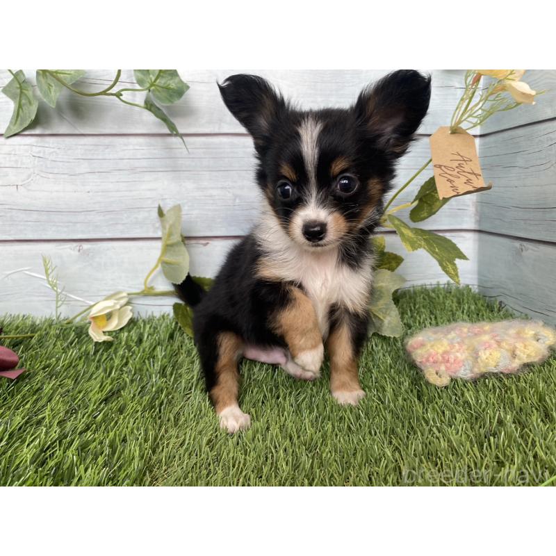 販売中の茨城県のミックス犬-411248の4枚目