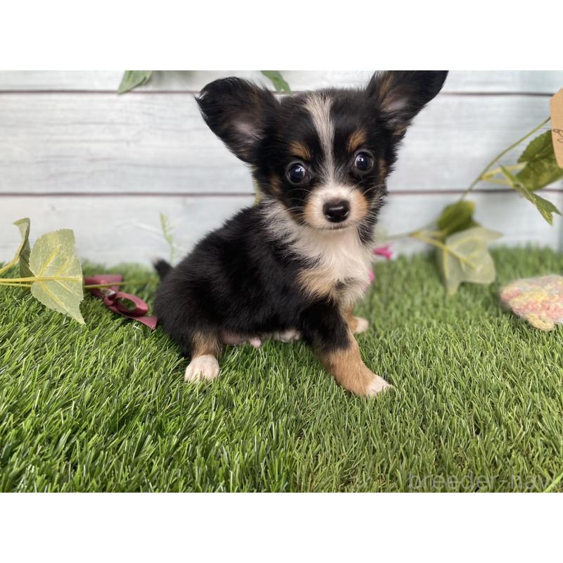 販売中の茨城県のミックス犬-411248の1枚目