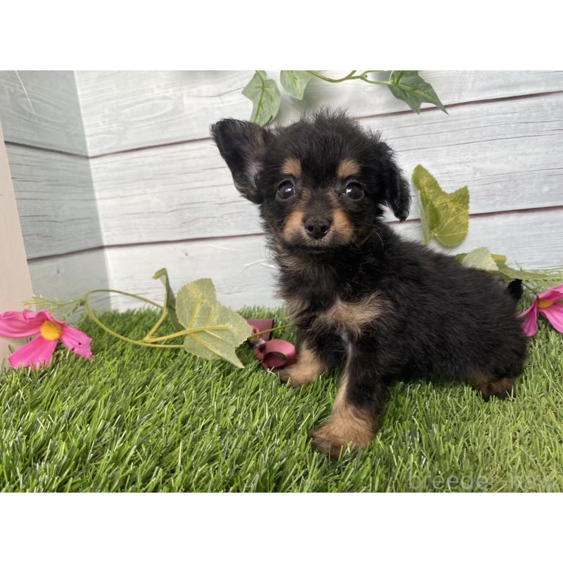 販売中の茨城県のミックス犬-411253の12枚目