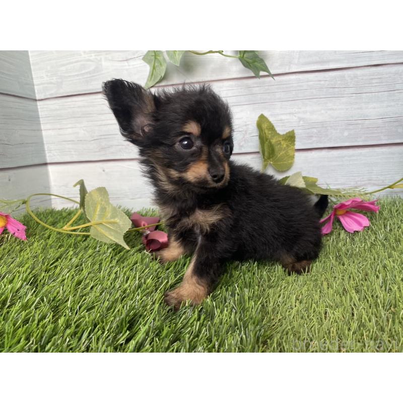 販売中の茨城県のミックス犬-411253の11枚目