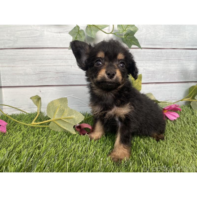 販売中の茨城県のミックス犬-411253の10枚目