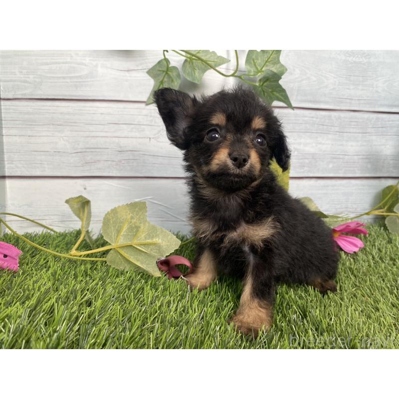 販売中の茨城県のミックス犬-411253の9枚目