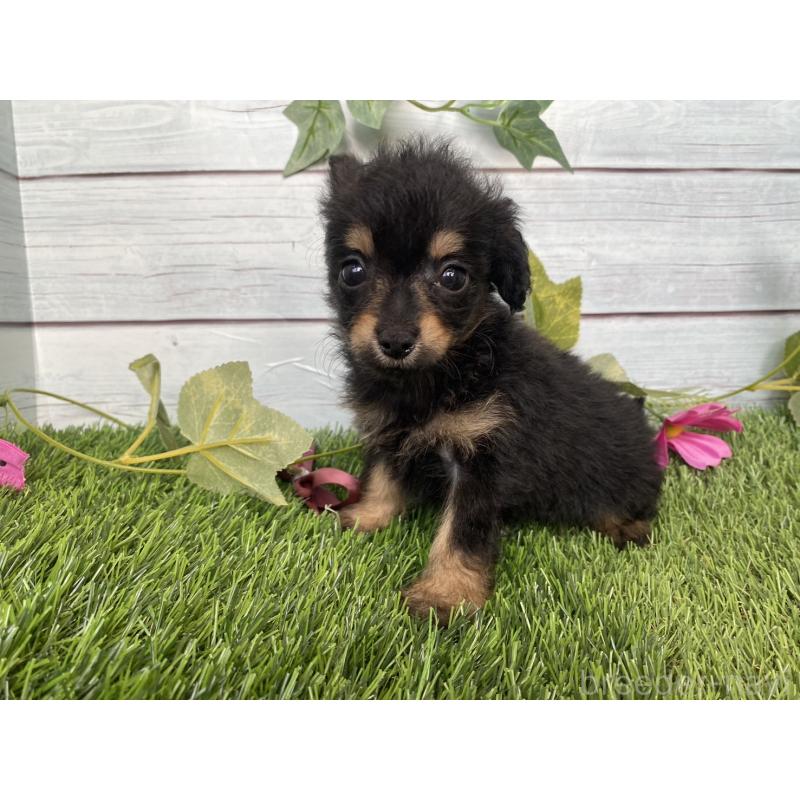 販売中の茨城県のミックス犬-411253の8枚目