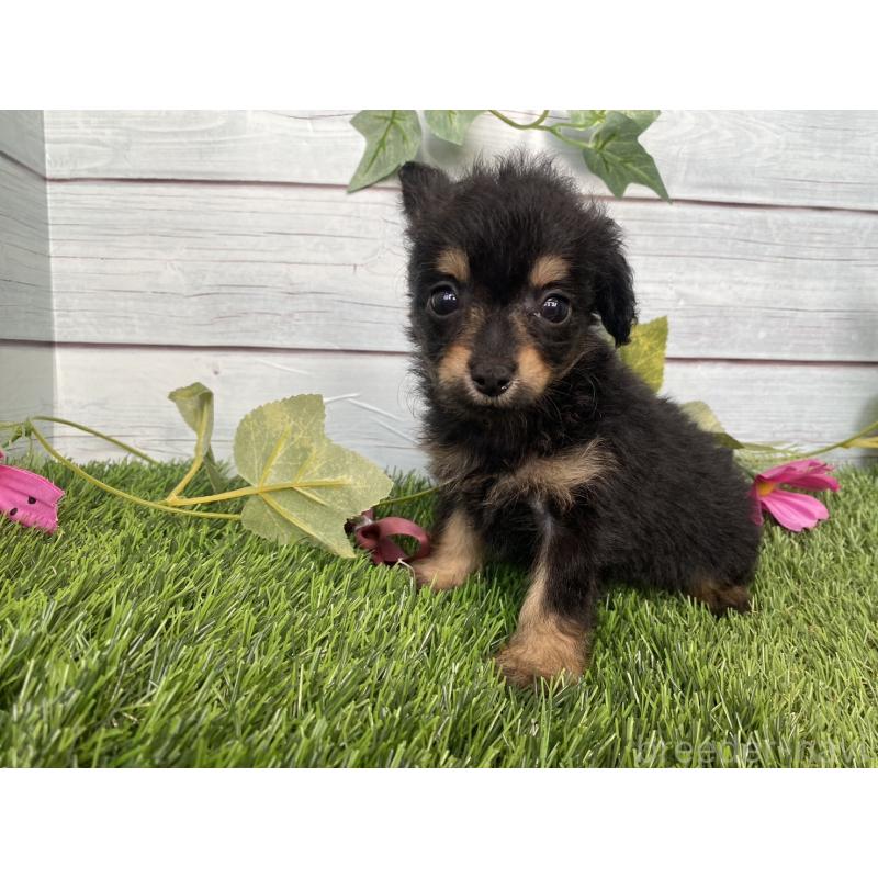 販売中の茨城県のミックス犬-411253の7枚目