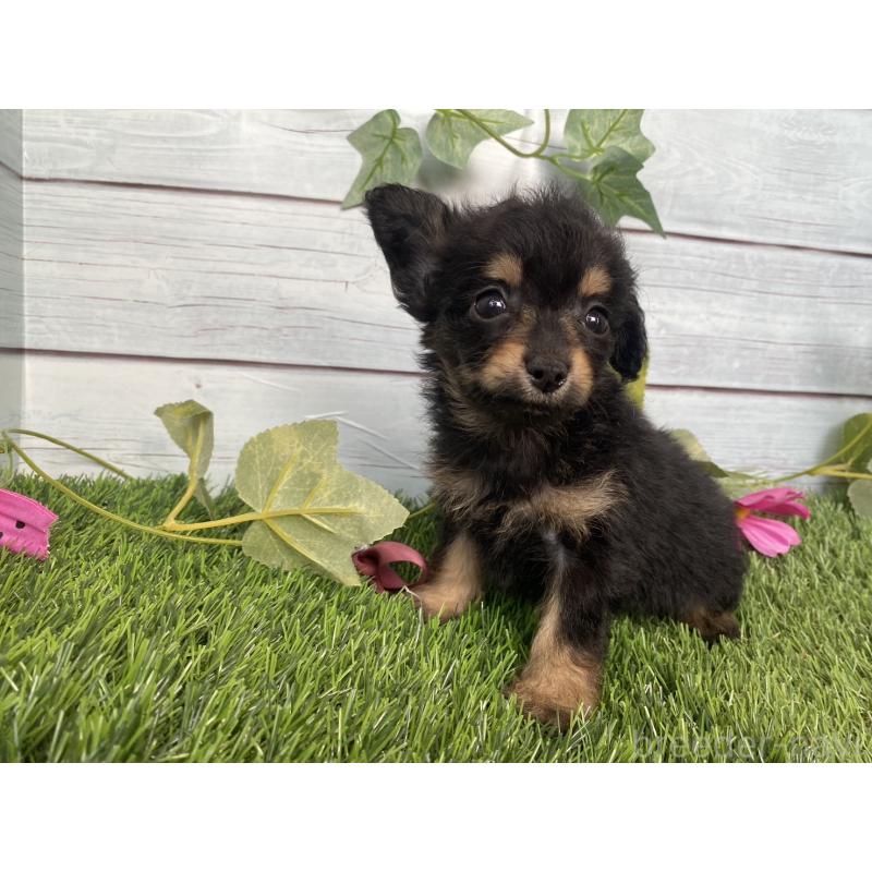 販売中の茨城県のミックス犬-411253の6枚目