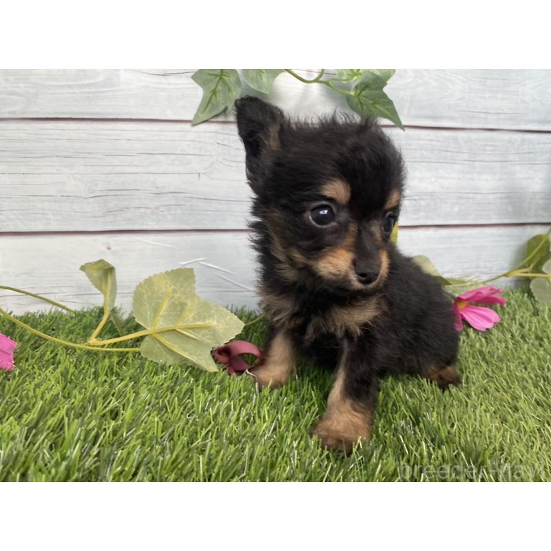販売中の茨城県のミックス犬-411253の5枚目