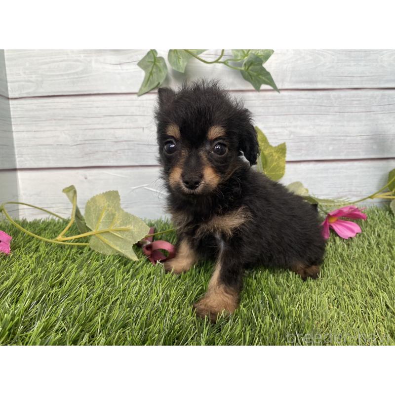 販売中の茨城県のミックス犬-411253の4枚目