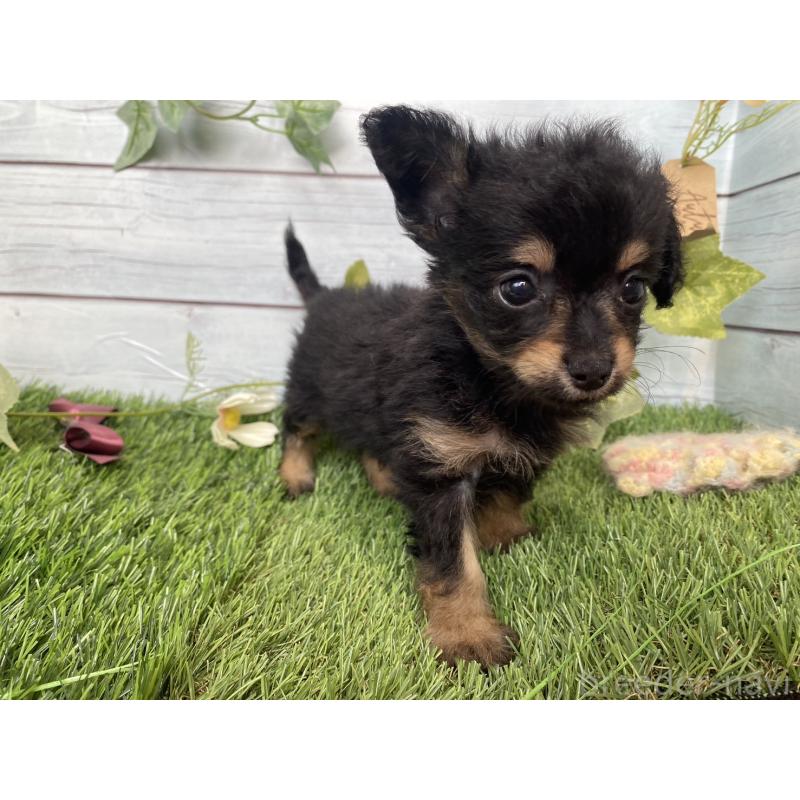販売中の茨城県のミックス犬-411253の3枚目