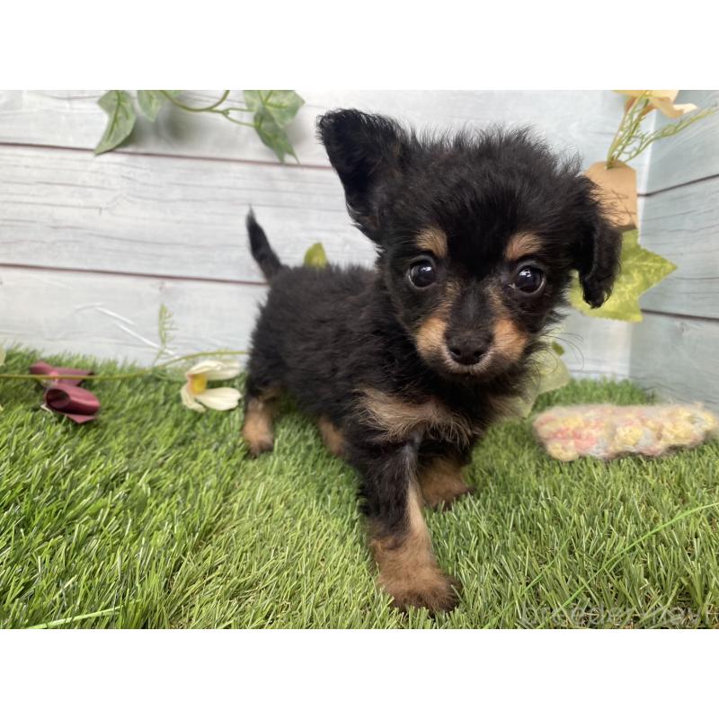 販売中の茨城県のミックス犬-411253