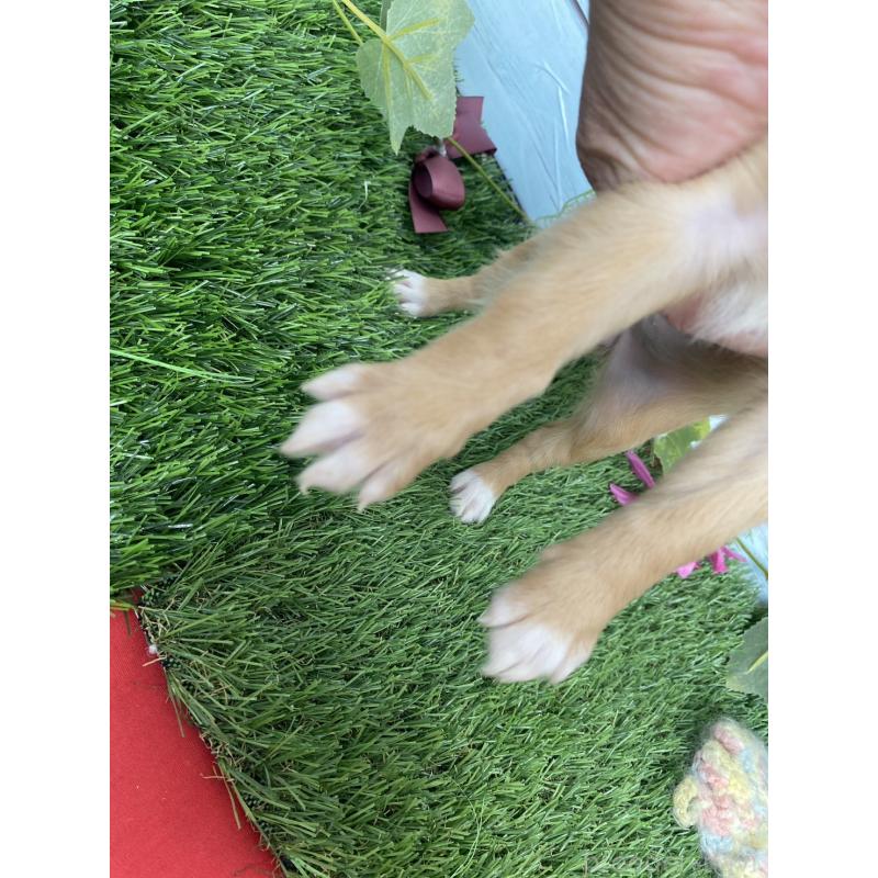 販売中の茨城県のミックス犬-411257の6枚目