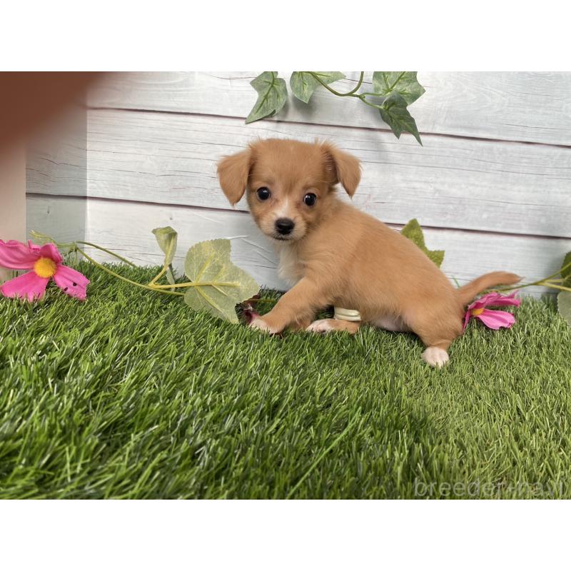 販売中の茨城県のミックス犬-411257の5枚目