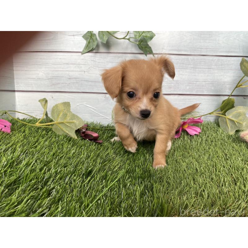 販売中の茨城県のミックス犬-411257の4枚目