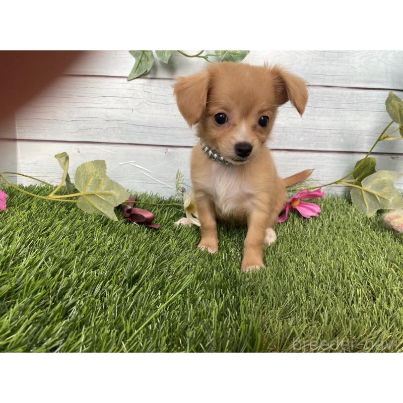 販売中の茨城県のミックス犬-411257の3枚目