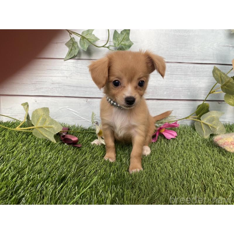 販売中の茨城県のミックス犬-411257の2枚目