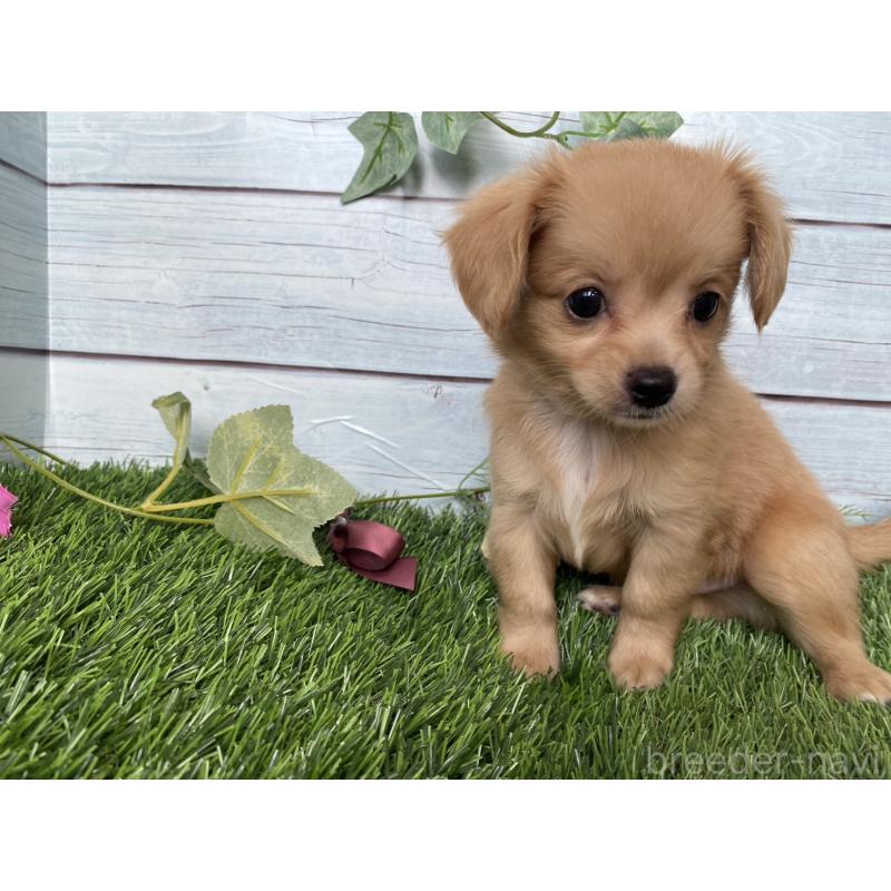 販売中の茨城県のミックス犬-411264の10枚目