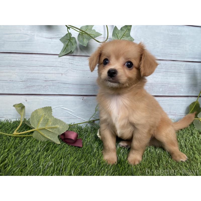 販売中の茨城県のミックス犬-411264の9枚目