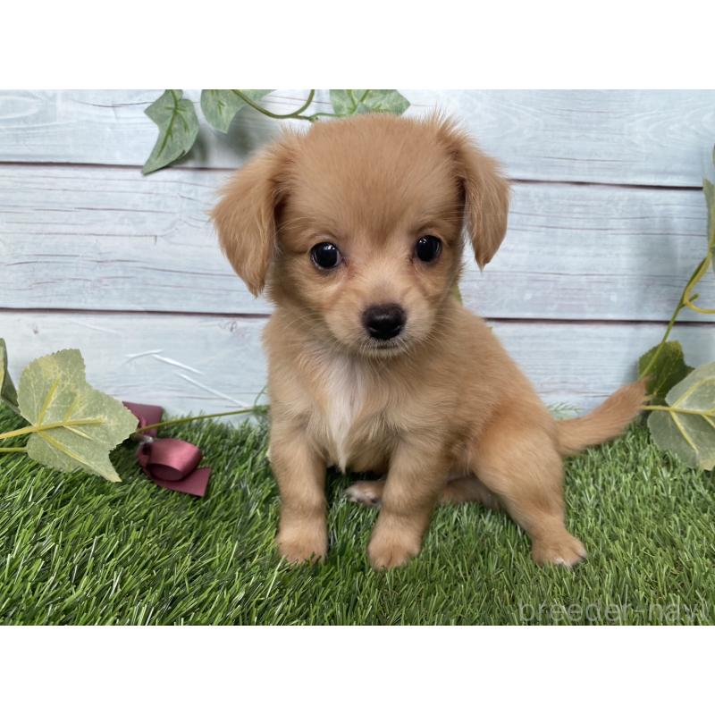 販売中の茨城県のミックス犬-411264