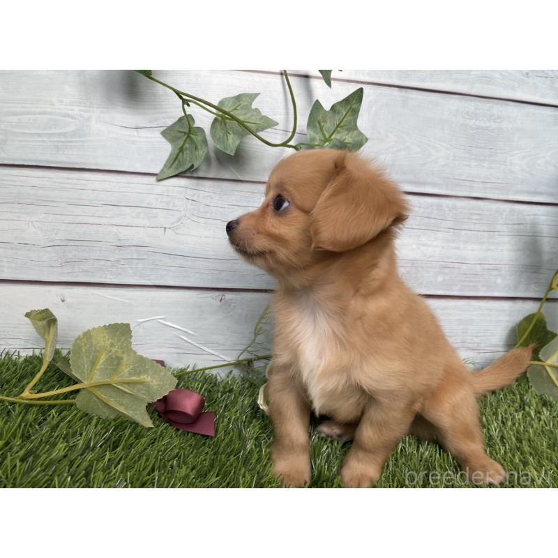販売中の茨城県のミックス犬-411264の8枚目