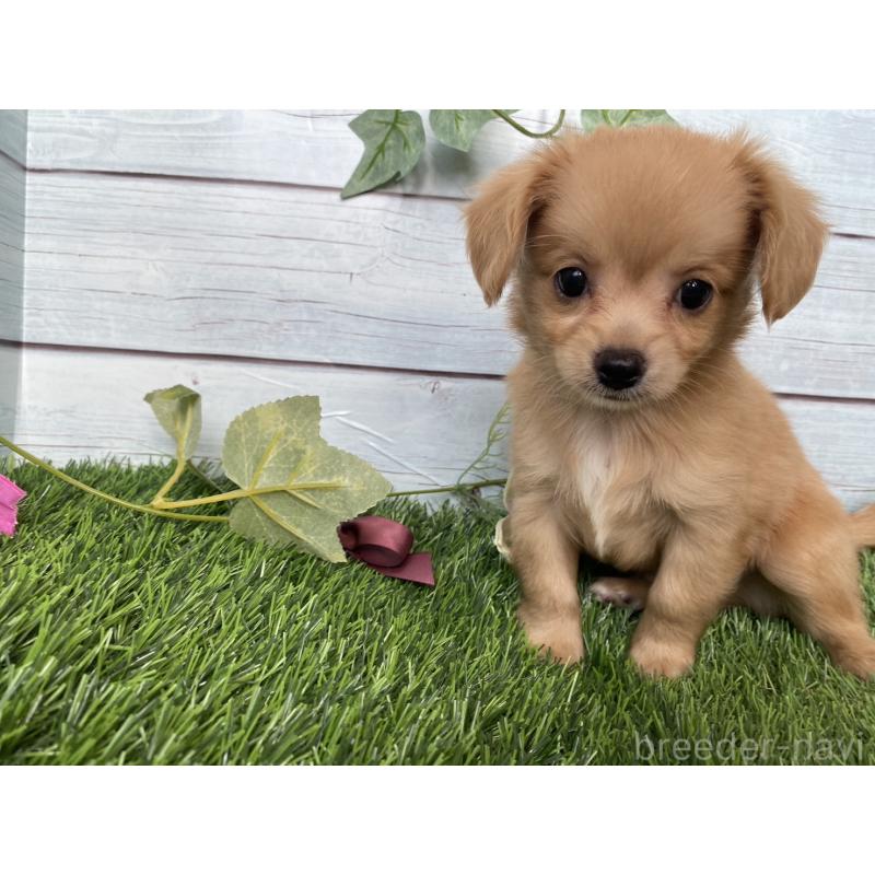販売中の茨城県のミックス犬-411264の7枚目