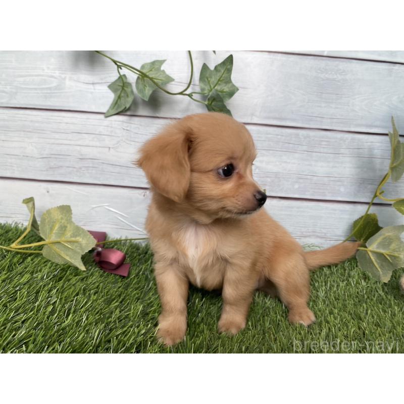 販売中の茨城県のミックス犬-411264の6枚目