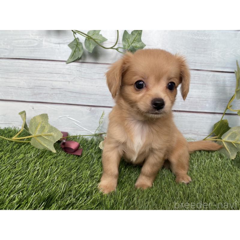 販売中の茨城県のミックス犬-411264の5枚目
