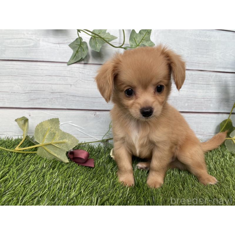 販売中の茨城県のミックス犬-411264の4枚目