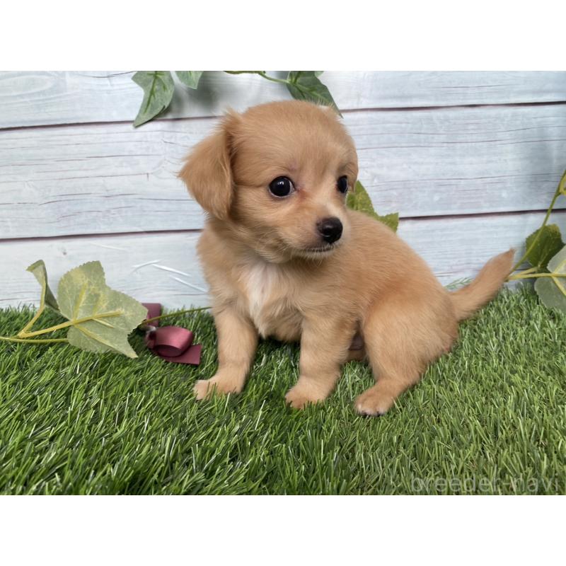 販売中の茨城県のミックス犬-411264の3枚目