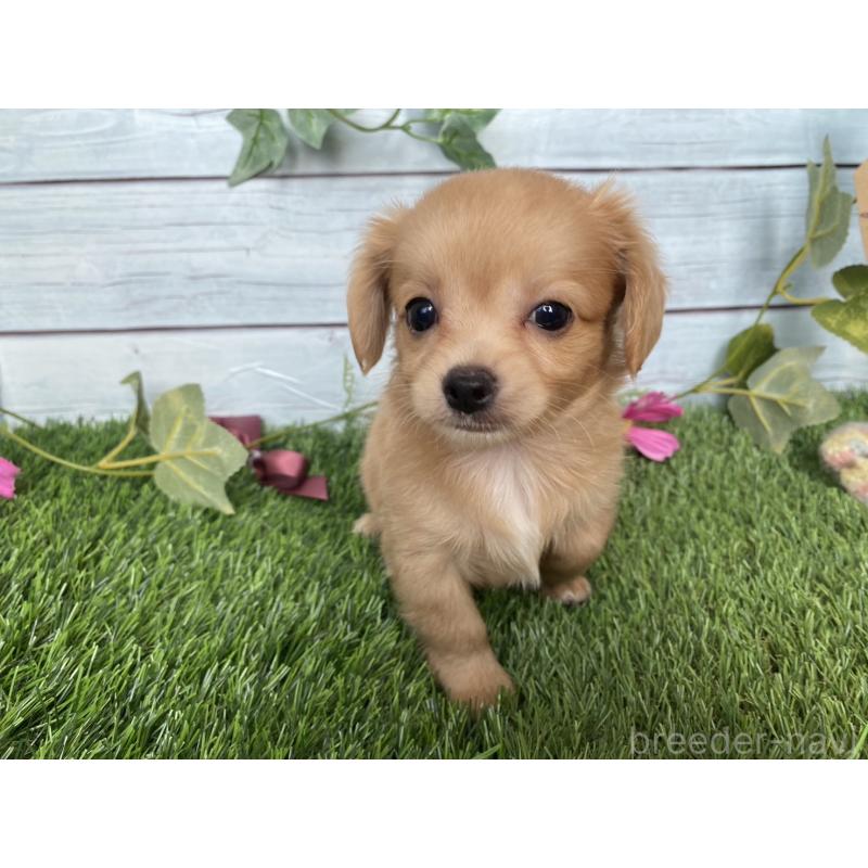販売中の茨城県のミックス犬-411264の2枚目