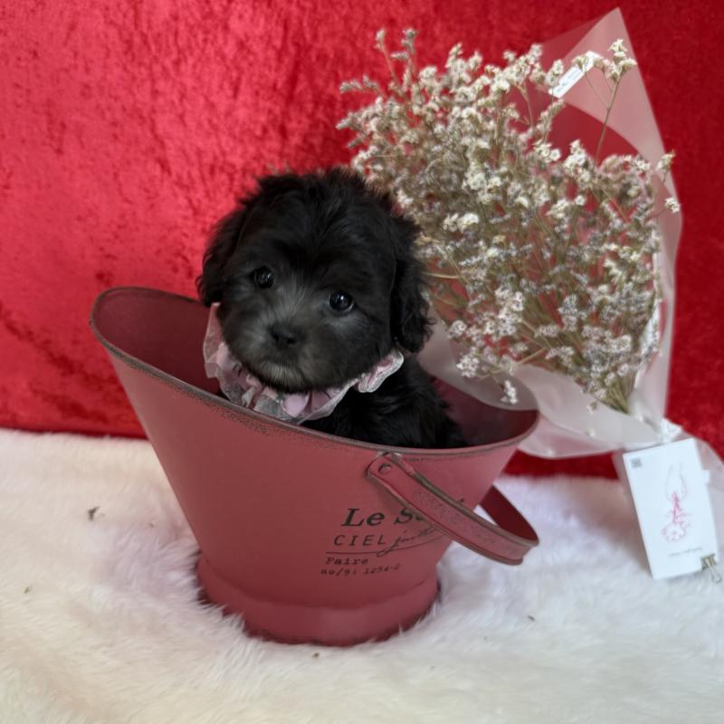 販売中の福岡県のミックス犬-411265の1枚目