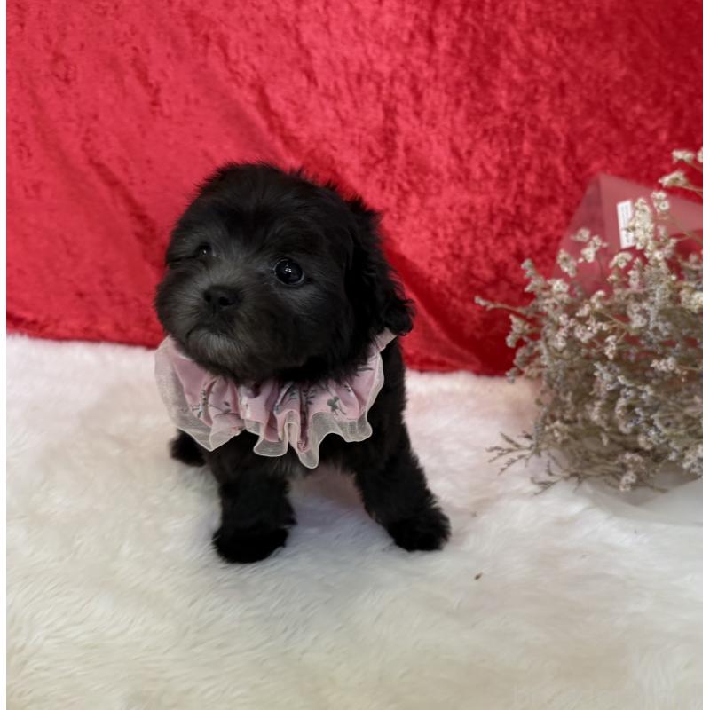 販売中の福岡県のミックス犬-411265の2枚目