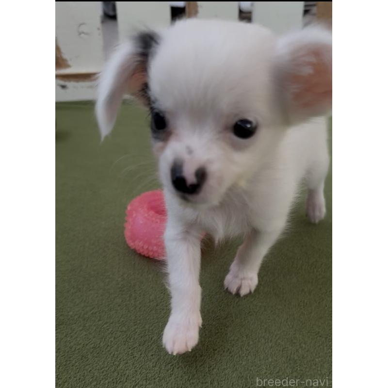 成約済の福岡県のミックス犬-408635の5枚目