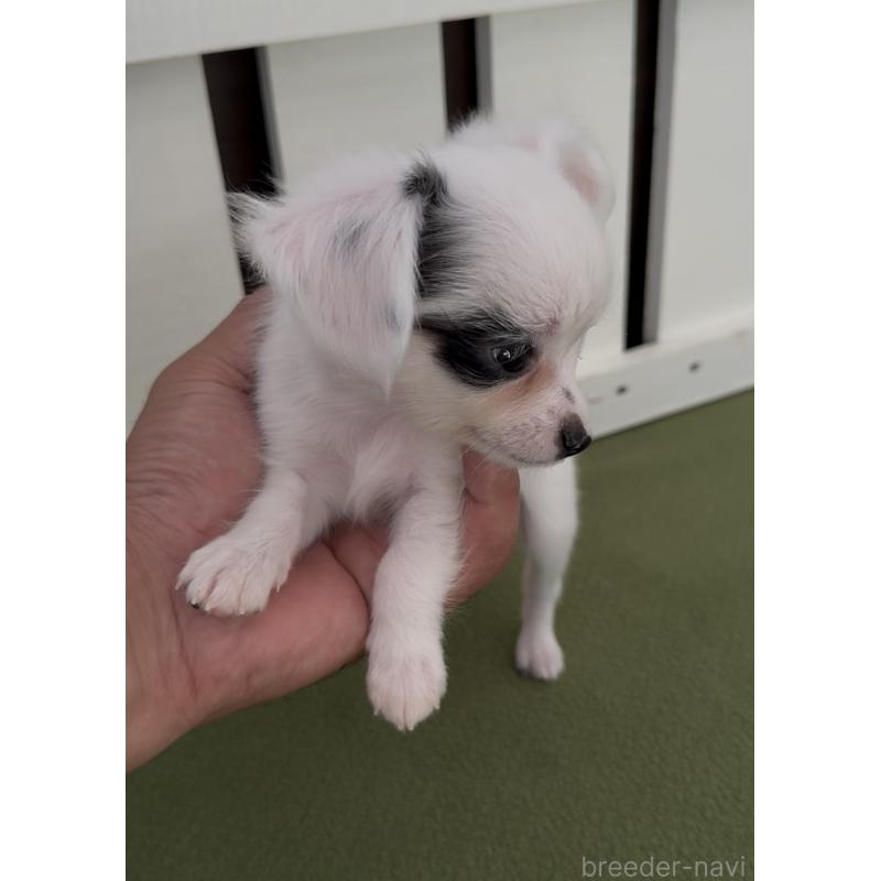 成約済の福岡県のミックス犬-408635の4枚目