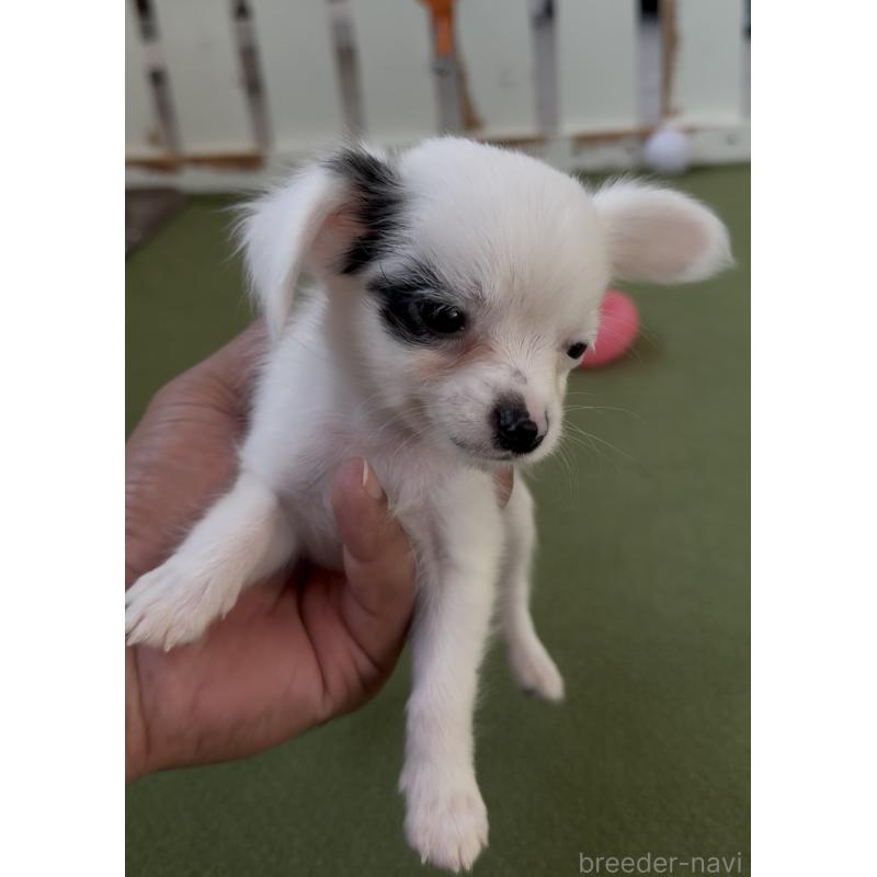 成約済の福岡県のミックス犬-408635の3枚目