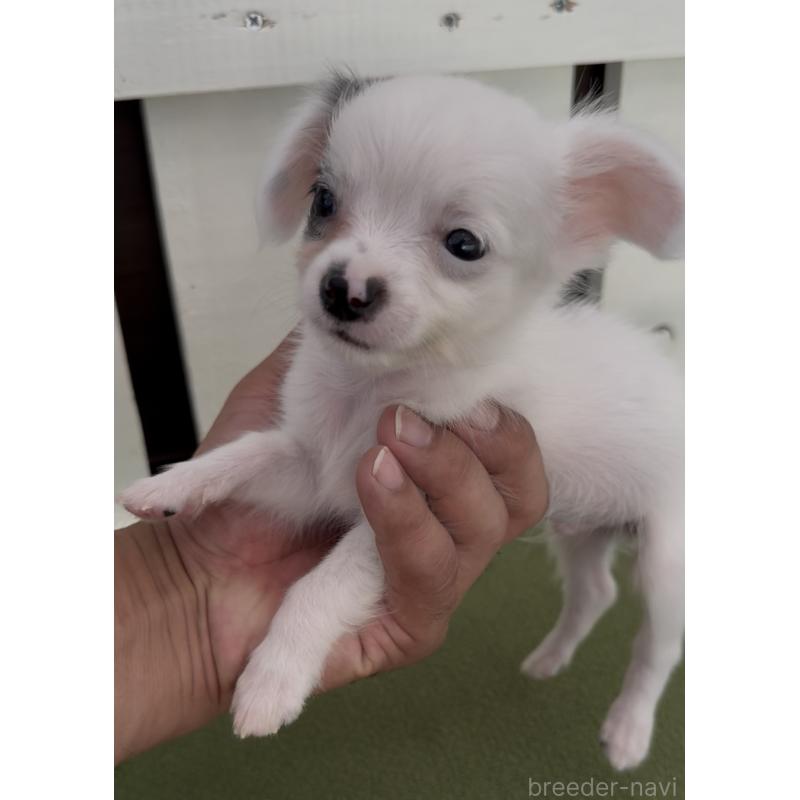 成約済の福岡県のミックス犬-408635の2枚目