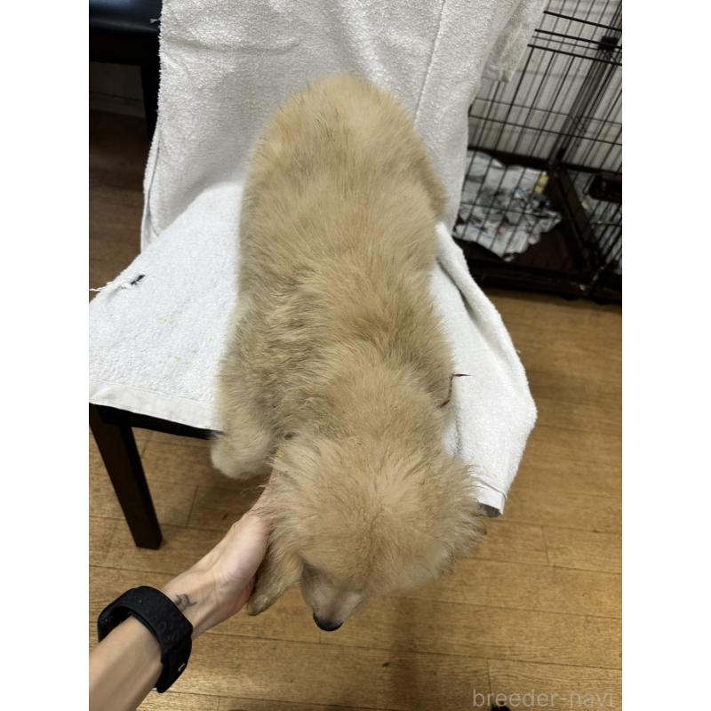 販売中の千葉県のゴールデンレトリーバー-402602の5枚目