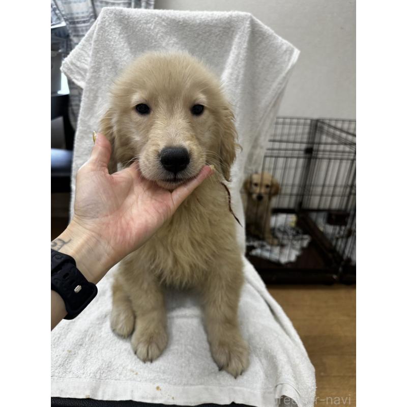 販売中の千葉県のゴールデンレトリーバー-402602の3枚目